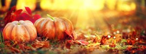 Autumn Halloween pumpkins. Orange pumpkins over bright autumnal nature background